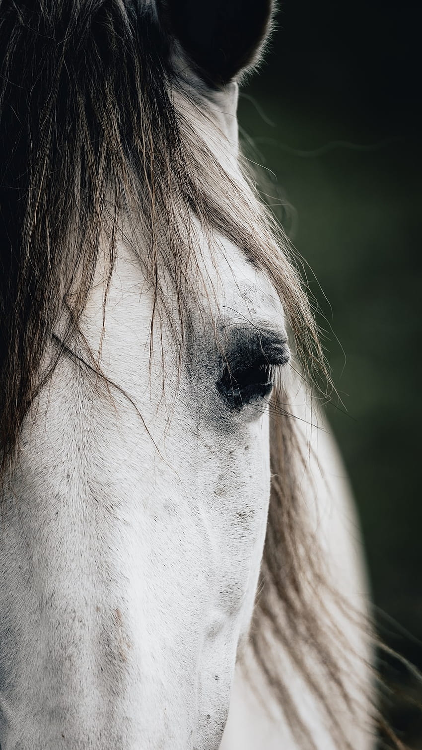white horse head in close up graphy â Horse on Unsplash, Buckskin Horse HD phone wallpaper